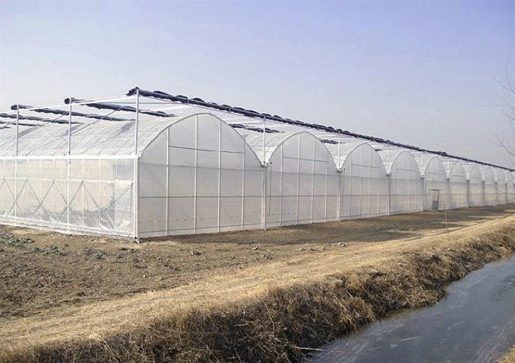 plastic film greenhouse (32)